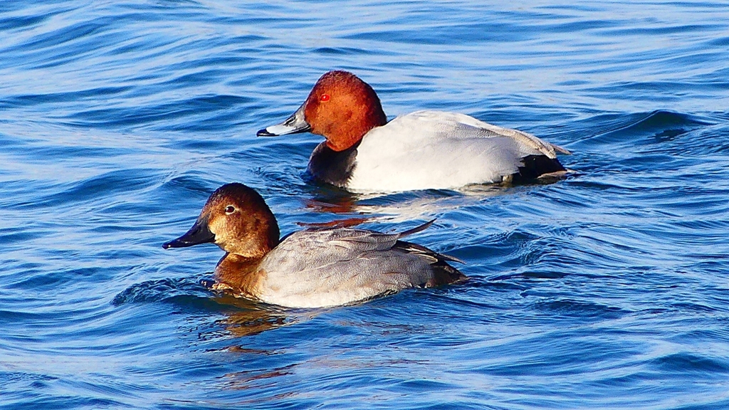 P2380569：ホシハジロ