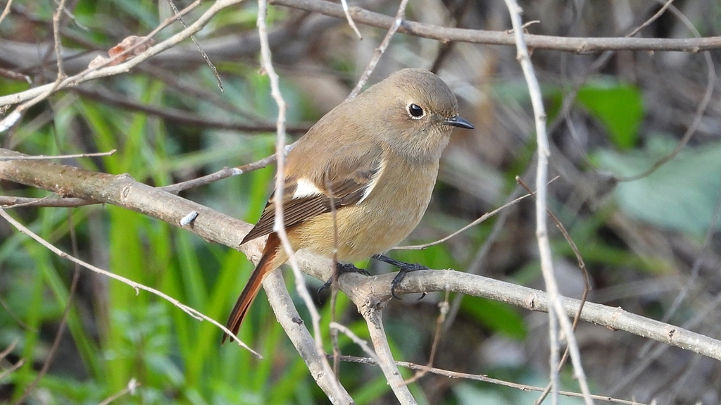 DSCN7630：ジョウビタキ（メス）