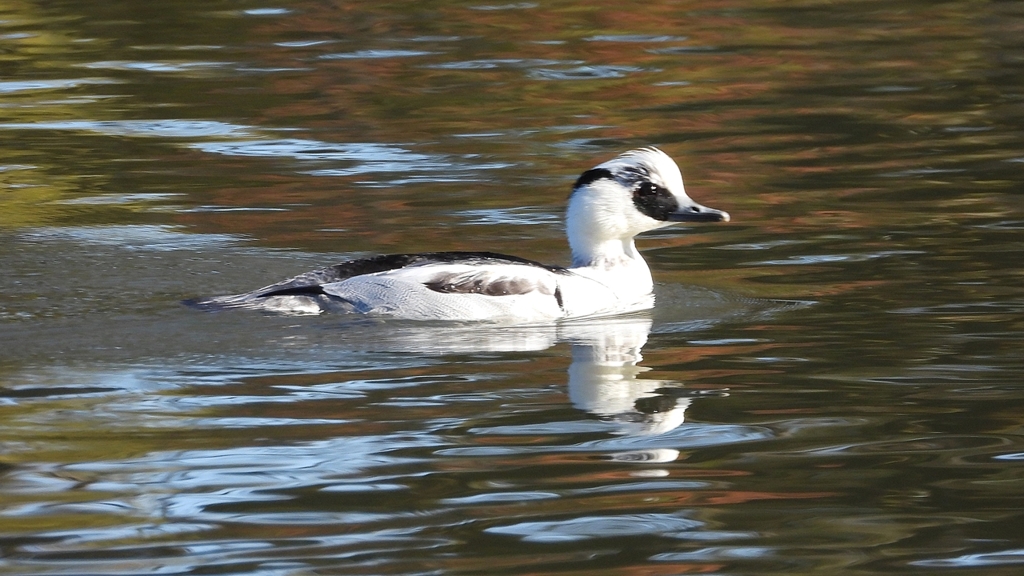 DSCN4931：ミコアイサ（オス）