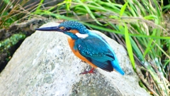 P2320827：カワセミ