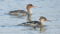 DSCN4492：ウミアイサ