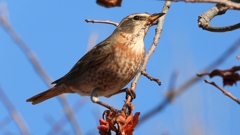 DSCN8817：ハチジョウツグミ