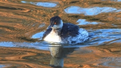 DSCN7043：ハジロカイツブリ