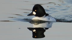 DSCN2434：ホオジロガモ（オス）