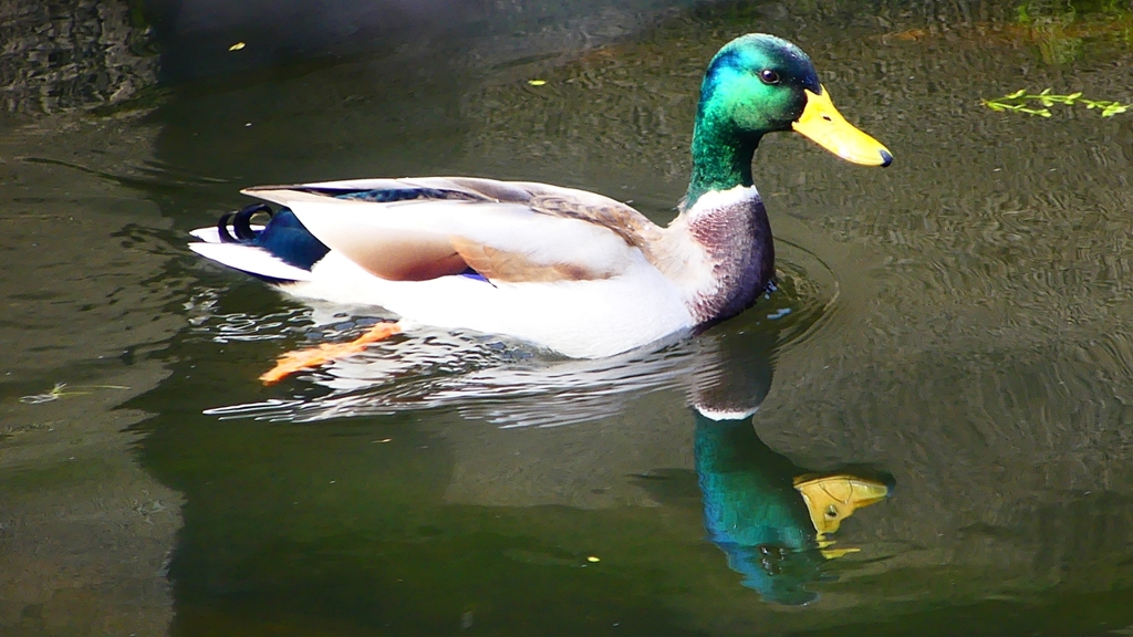 P2350081：マガモ（オス）