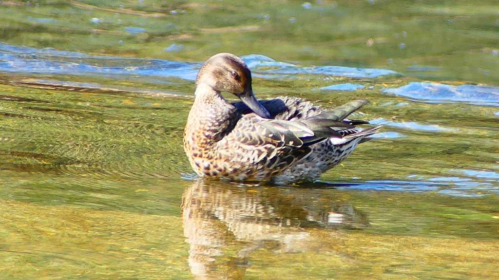 P2330652：コガモ