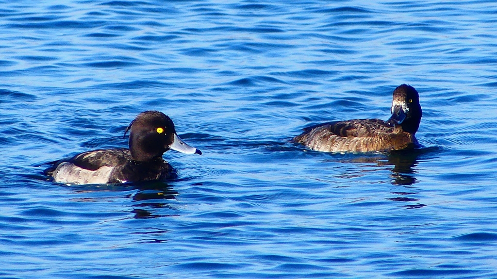 P2380281：キンクロハジロ