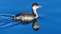 P2370203：ハジロカイツブリ