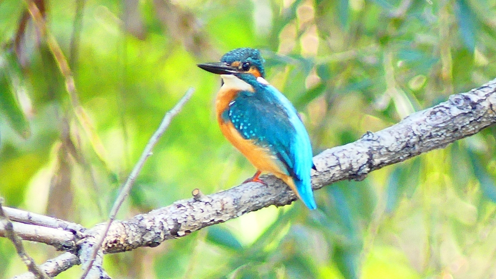 P2320844：カワセミ