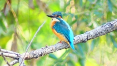 P2320844：カワセミ