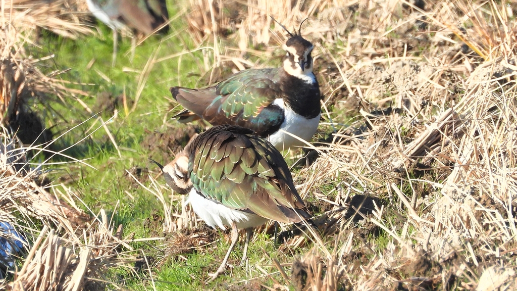 DSCN6629：タゲリ