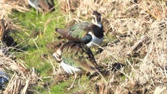 DSCN6629：タゲリ