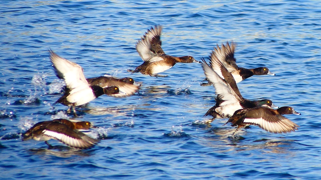 P2380168：飛ぶキンクロハジロ