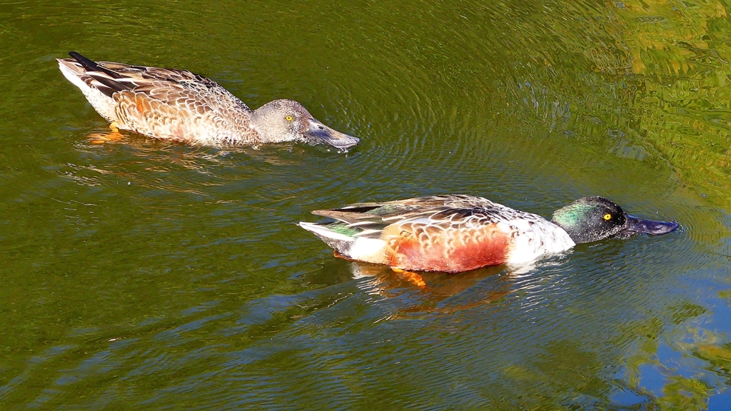 P2360071：ハシビロガモ