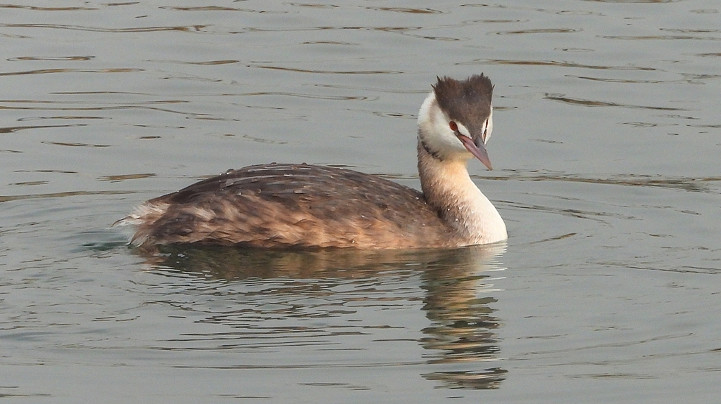 DSCN7282：カンムリカイツブリ