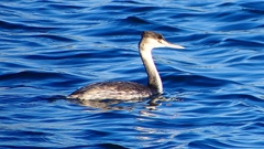 P2380228：カンムリカイツブリ