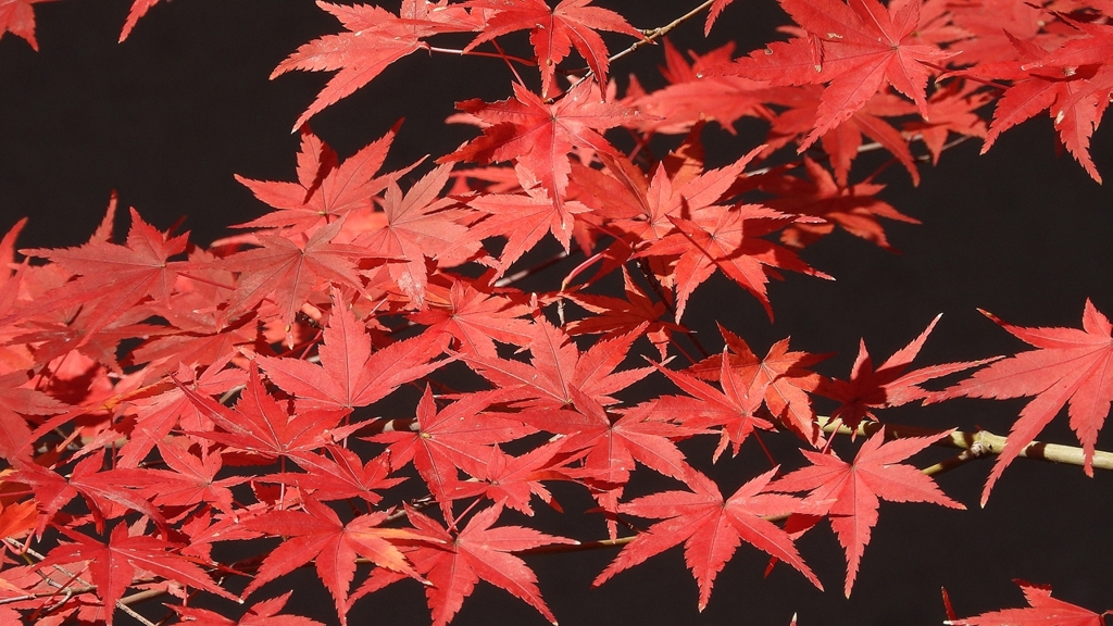 DSCN1305：紅葉