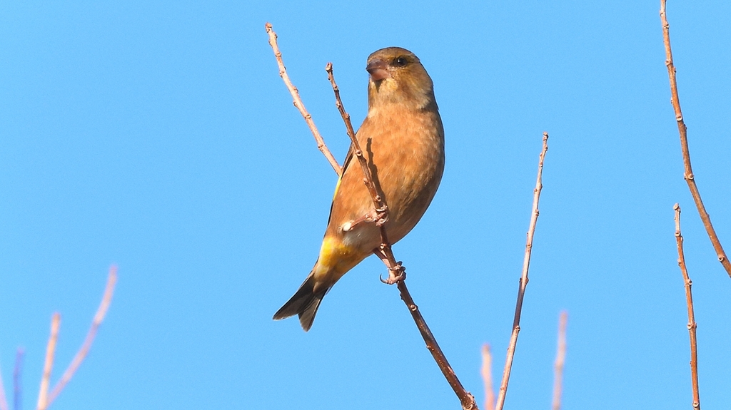 DSCN6515：カワラヒワ