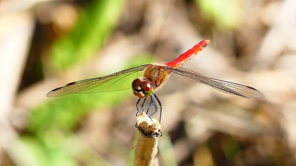P2330536：アキアカネ（オス）