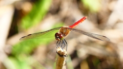 P2330536：アキアカネ（オス）