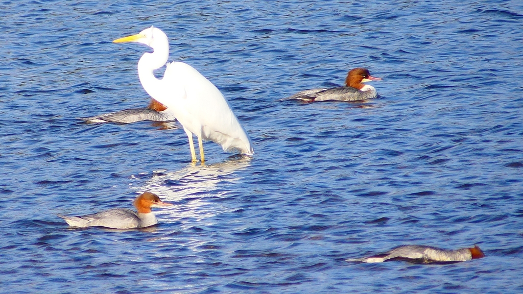 P2390051カワアイサ他