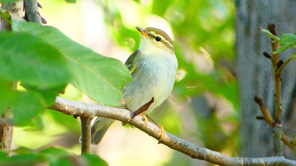 P2320052：ムシクイ