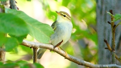 P2320052：ムシクイ