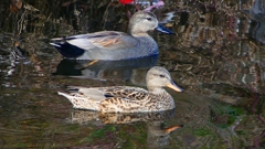 P2390566：オカヨシガモ