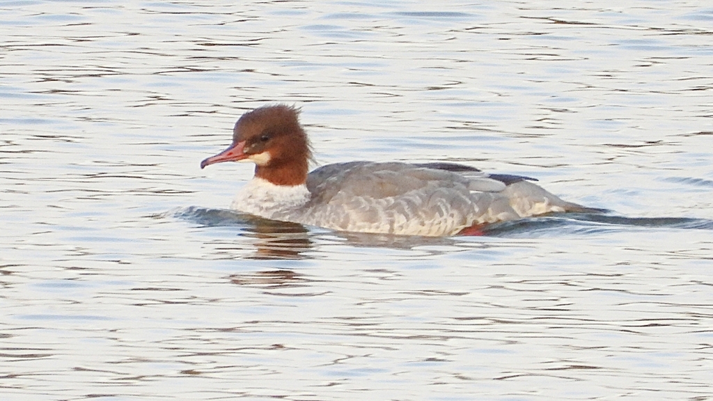 DSCN0460：カワアイサ（メス）