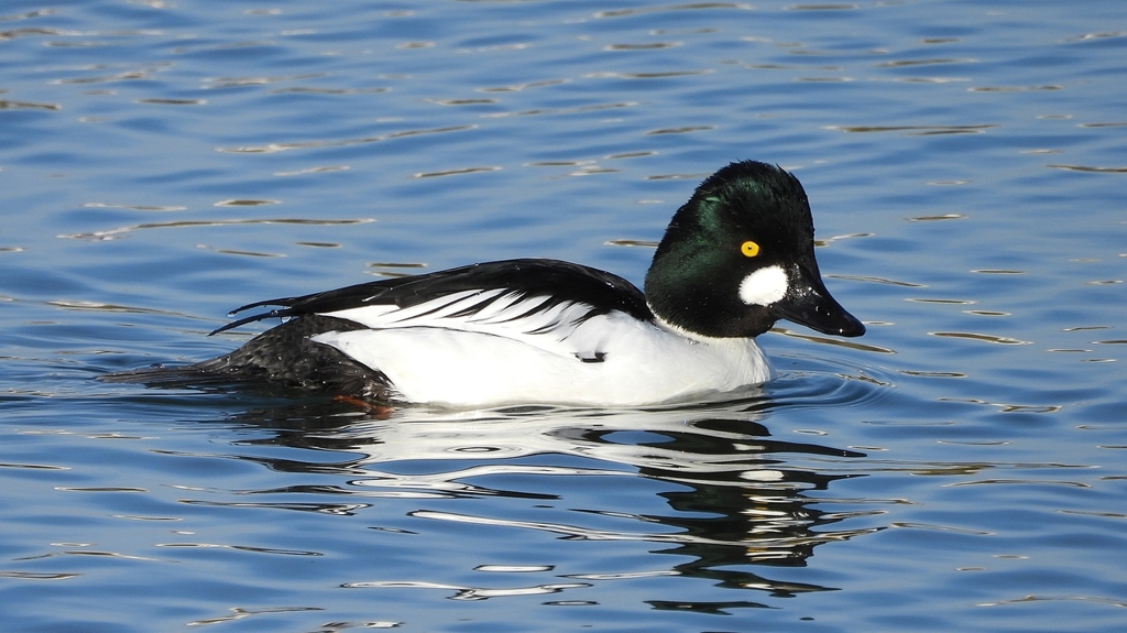 DSCN2730：ホオジロガモ（オス）