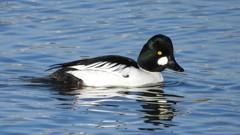 DSCN2730：ホオジロガモ（オス）