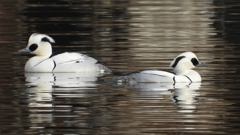 DSCN3219：ミコアイサ（オス）