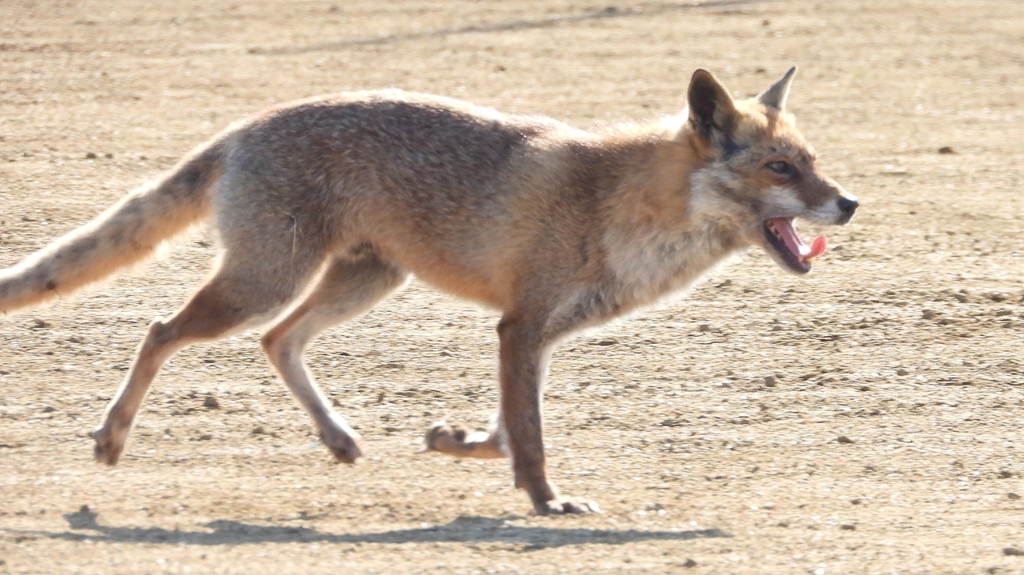 DSCN6735：キツネ