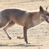 DSCN6735：キツネ