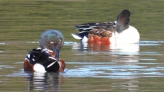 DSCN6067：ハシビロガモ