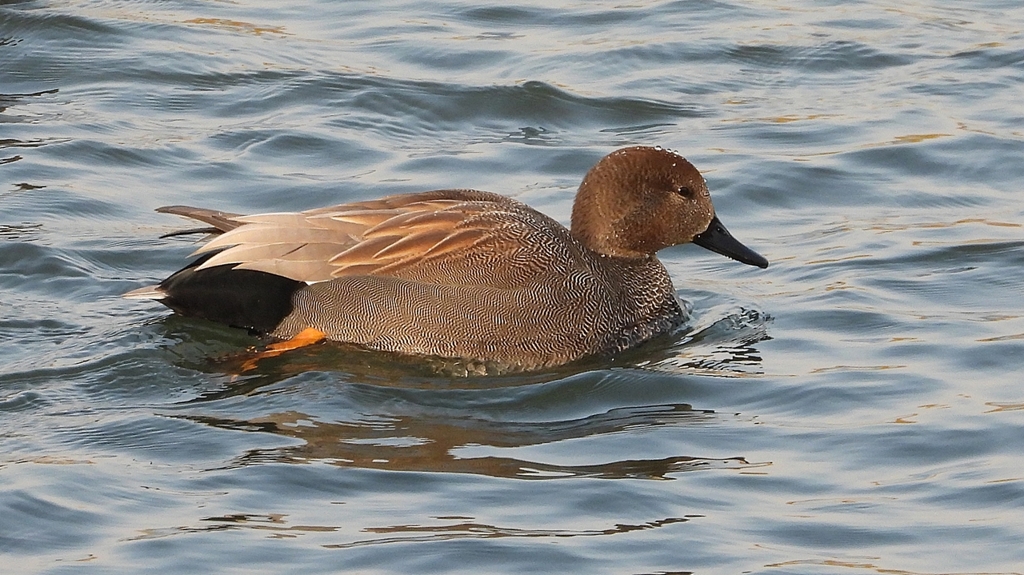 DSCN3864：オカヨシガモ、オオバン