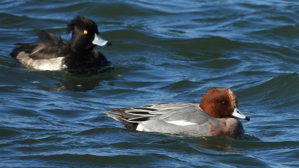 DSCN0984：ヒドリガモ、キンクロハジロ
