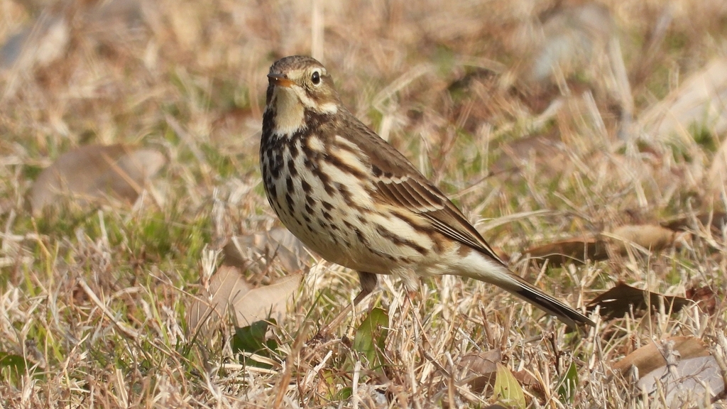 DSCN7569：タヒバリ