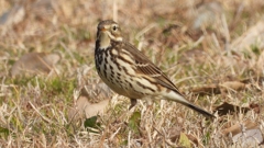 DSCN7569：タヒバリ