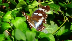 P2260502:メスグロヒョウモン P2260502:メスグロヒョウモン