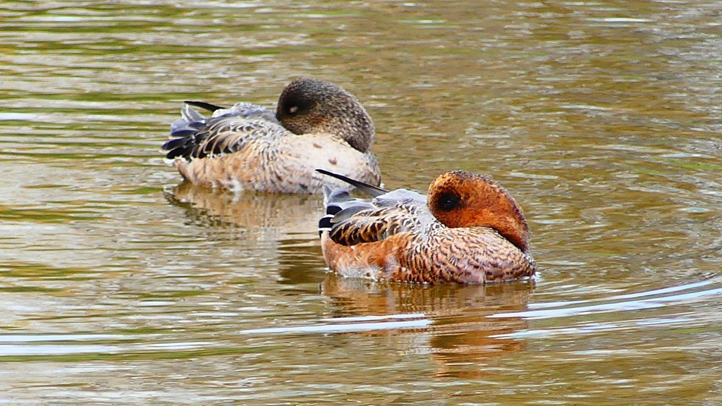 P2340203：ヒドリガモ