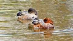 P2340203：ヒドリガモ