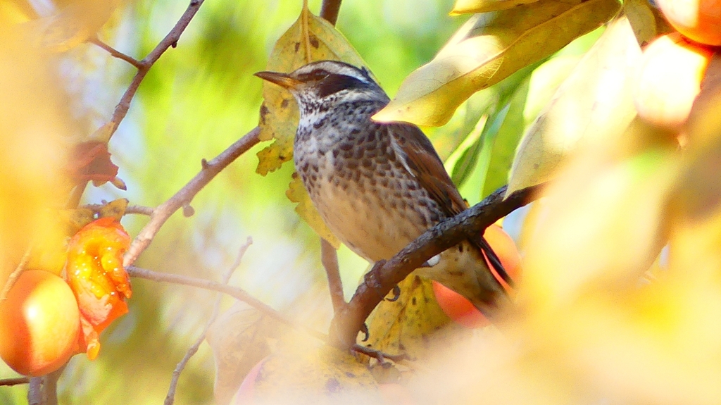 P2360004：ツグミ