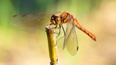 P2320225：アキアカネ（オス）