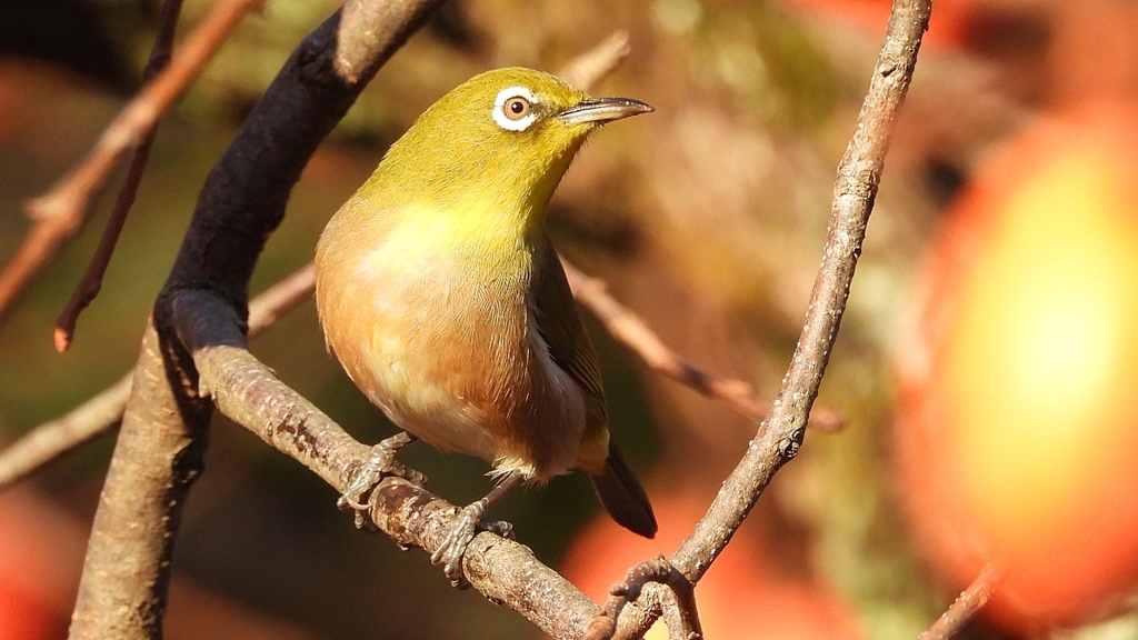 DSCN7672：メジロ