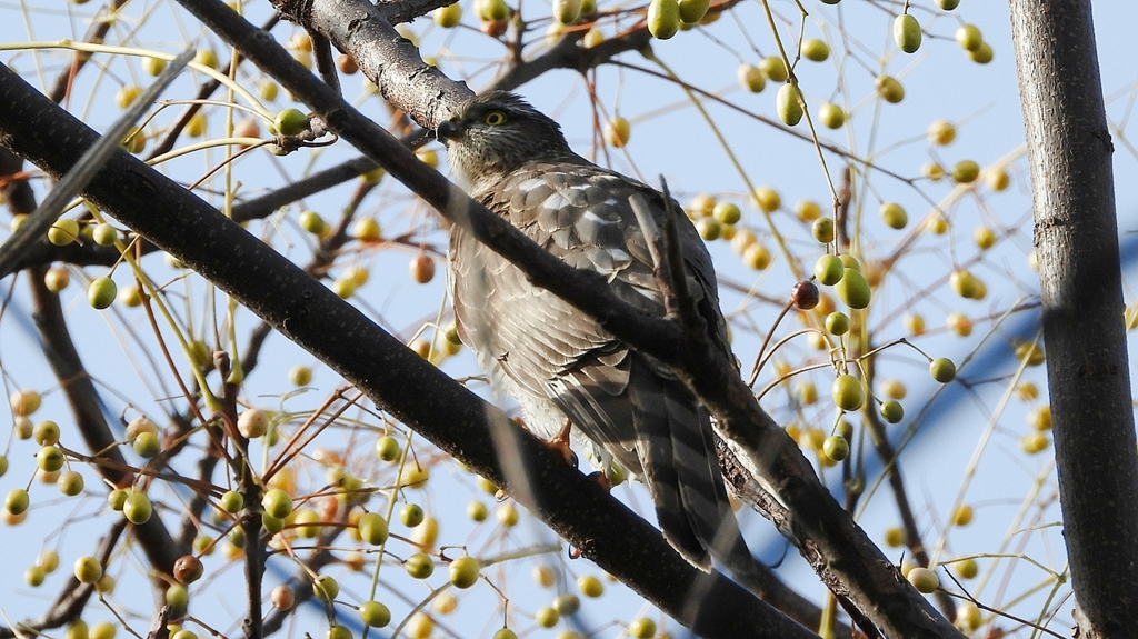 DSCN2974：ハイタカ