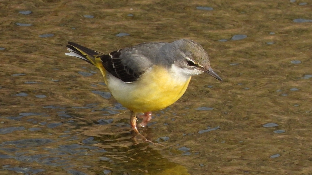 DSCN7535：キセキレイ