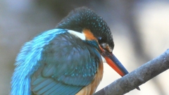 DSCN7973：カワセミ（メス）