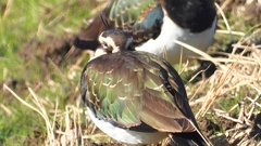 DSCN6671：タゲリ