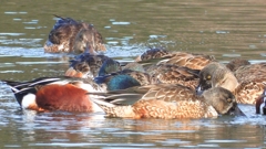 DSCN6079：ハシビロガモ